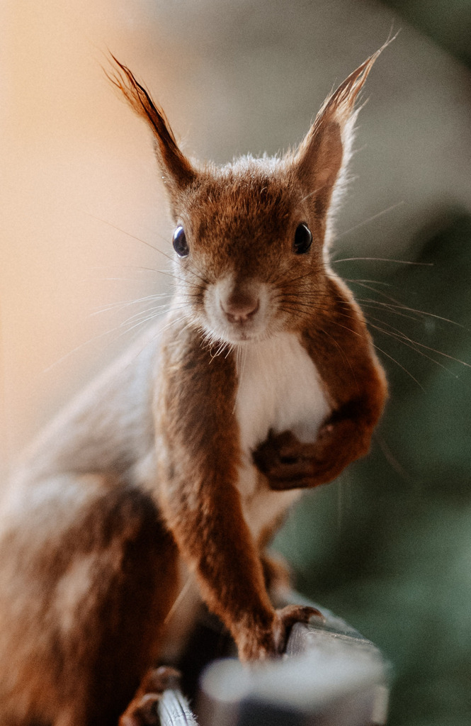 Eichhörnchen Paul  | Print Shop 
Fotografie
Posterdruck
Landschaftsfotografie
Reisefotografie
Naturfotografie
Anja Brandes Poster 
Anja Brandes Photography 
Prints for Walls 
Printable 
Posterdrucke
Poster aesthetic 
Poster Wall 
Poster Prints 
Poster schwarz weiß - Realisiert mit Pictrs.com