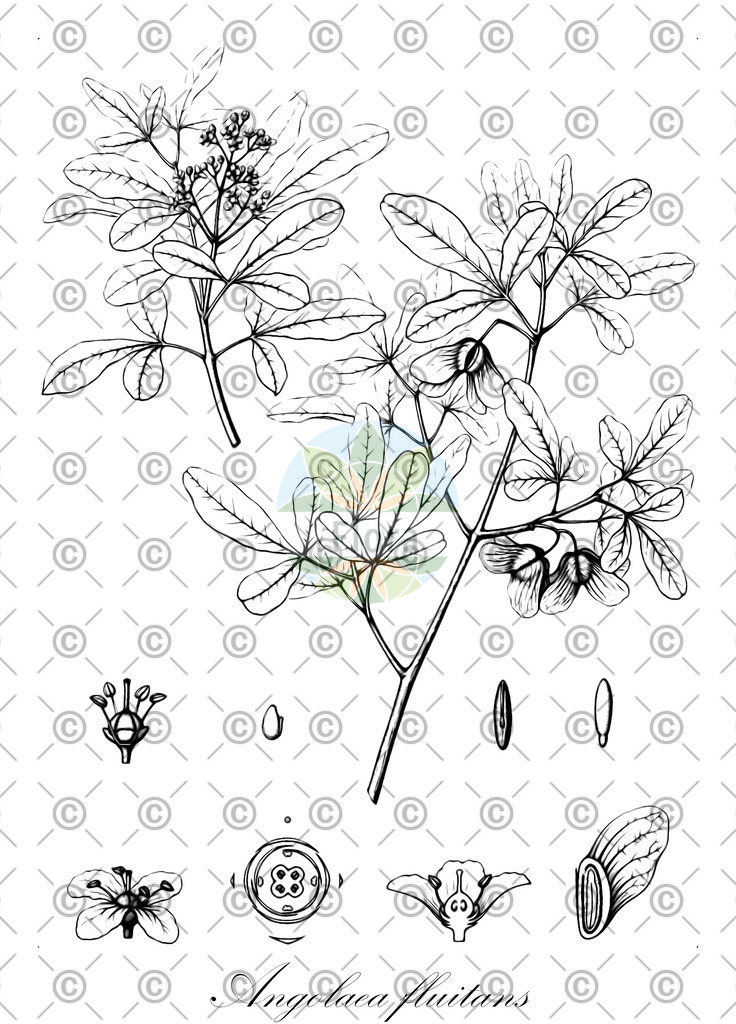 HistAbb_wfo-0000536542_468_ENZY_Simple | Historische Abbildung von Angolaea fluitans - Podostemaceae | Historical Illustration of Angolaea fluitans - Podostemaceae