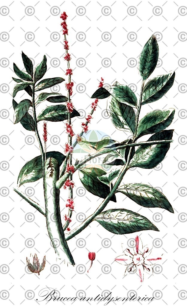 HistAbb_wfo-0001155826_1_ENZY_Simple | Historische Abbildung von Brucea antidysenterica - Simaroubaceae | Historical Illustration of Brucea antidysenterica - Simaroubaceae