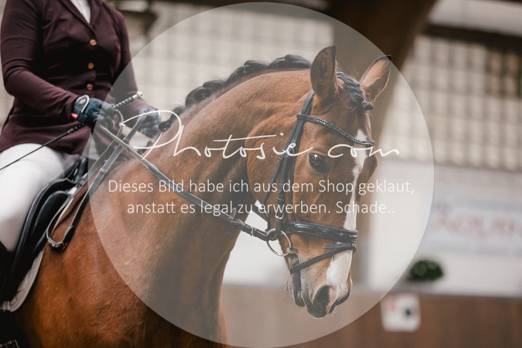 3I6A6891 | Stimmungsvolle Portraits und Reitsportfotografie im Ruhrgebiet und im Münsterland.

Pferdefotografie, Hundefotografie, Tierfotografie, Reportagen, Portraits von Tier und Mensch, Turnierfotografie in Bochum, Recklinghausen, Marl, Haltern am See, Dülmen.. - Realisiert mit Pictrs.com