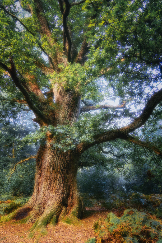 Mystic Tree | Art by Birgit Fotografie - Realisiert mit Pictrs.com