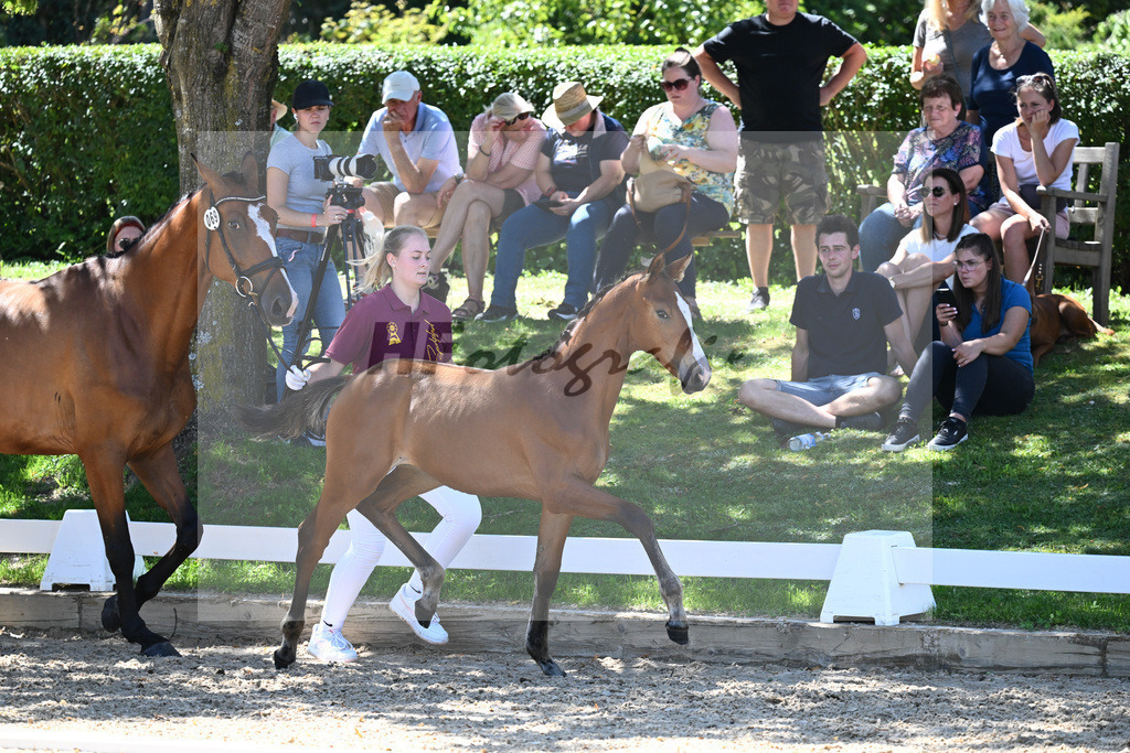 Kat-Nr. 69 SF DSP Va Bene x Castaire_Ketzler_27230735 | hf-fotografie - Realisiert mit Pictrs.com