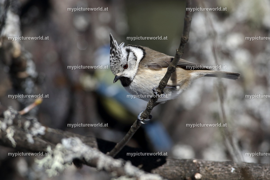 Haubenmeise-024 | Das Bilderarchiv über Tiere, Planzen und Landschaften. In der Bilddatenbank finden Sie ein große Auswahl an hochwertigen Bilder für Ihre Werbung - Realized with Pictrs.com