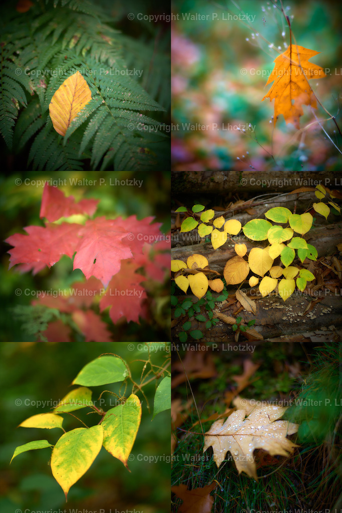 Herbstcolllage | wlstudio - Realisiert mit Pictrs.com