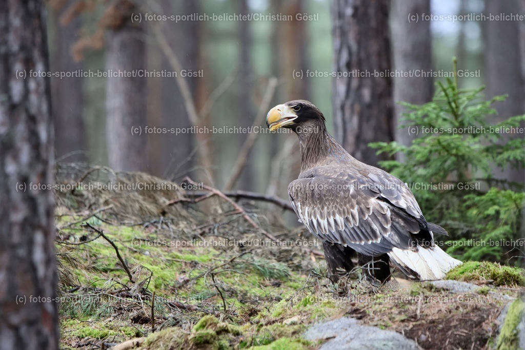 2X5A4504 | fotos-sportlich-belichtet - Realisiert mit Pictrs.com