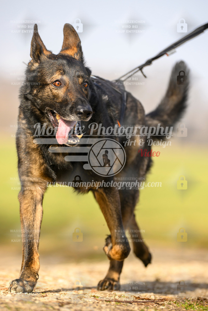 MompixPhotography_6ReiatRennen2026_SA_HappyDog-95 | PayLife