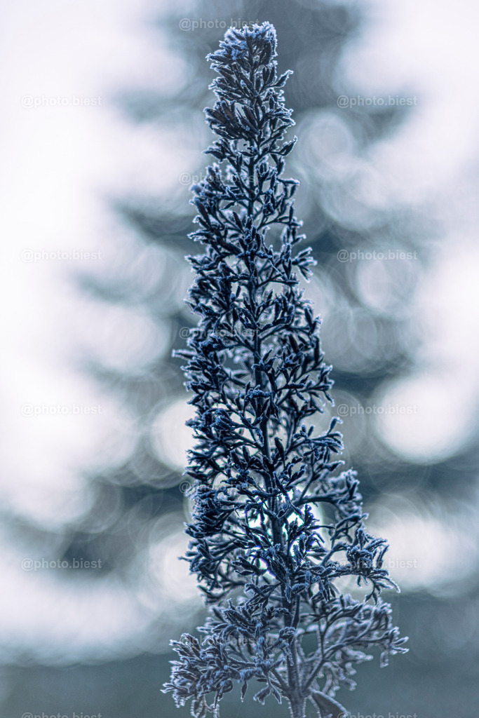 IMGC7832 | photobiest - Realisiert mit Pictrs.com