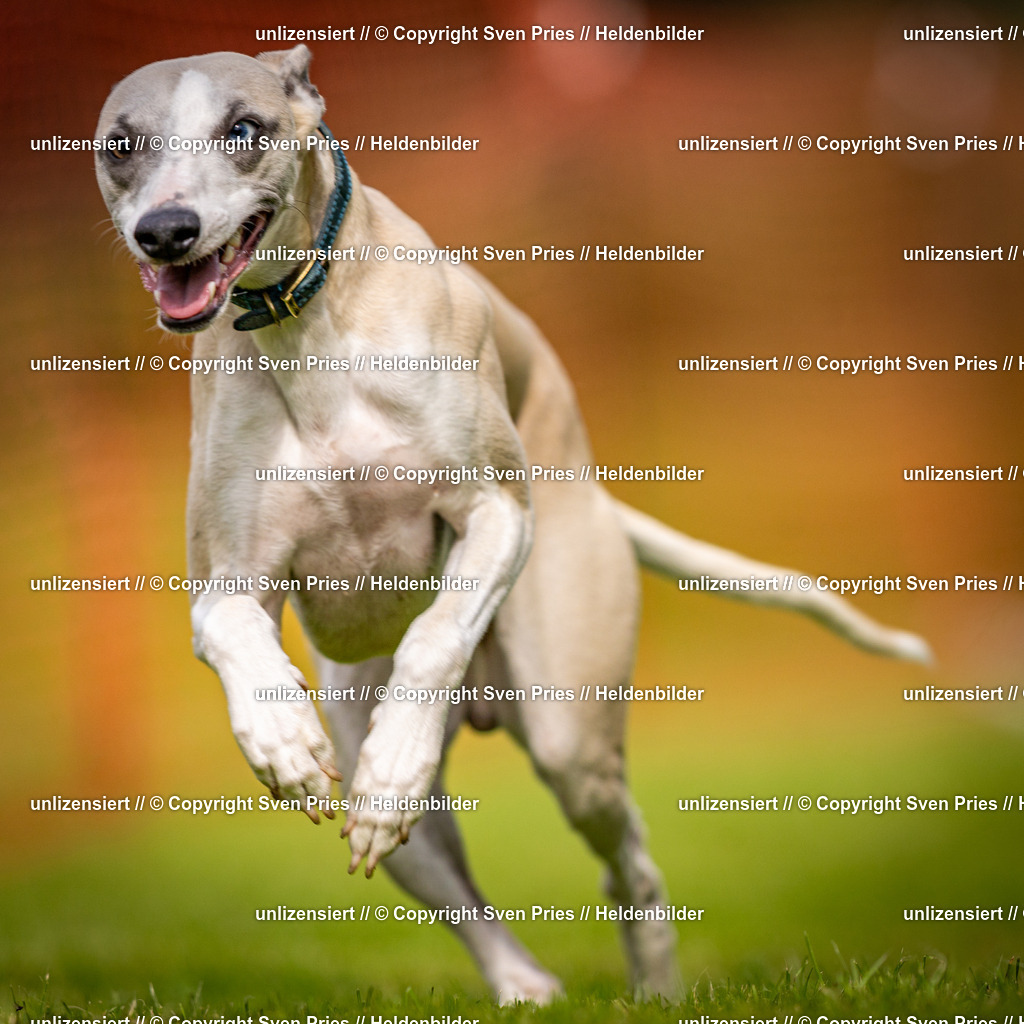 Sven Pries | 2024-09-22 - Hunderennen Baden-BadenPudelverein - Realisiert mit Pictrs.com