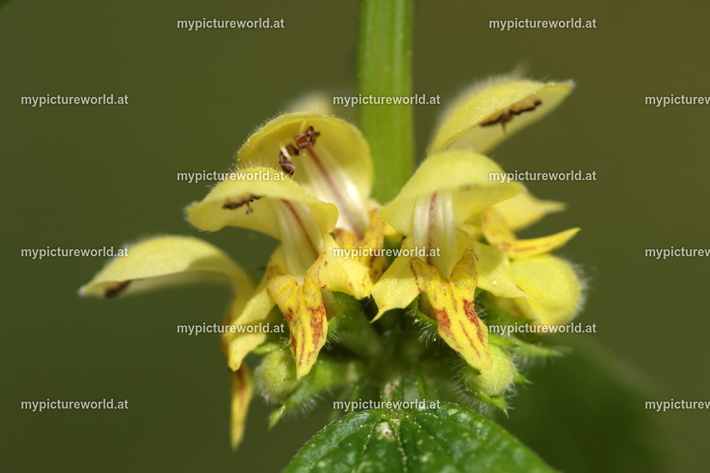 Silberblättrige Goldnessel-007 | Das Bilderarchiv über Tiere, Planzen und Landschaften. In der Bilddatenbank finden Sie ein große Auswahl an hochwertigen Bilder für Ihre Werbung - Realized with Pictrs.com