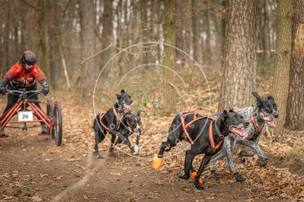 Pfotenfotografie_DV3A8461 | Hundefotografie, Tierfotograf, Pfotenfotografie, Fotoshooting Hund, Hunde Portrait, Hundesport, Hundeportraits, Heideshooting, Hunde, Sportfotograf, Hundefotograf, Turnierhundsport, THS,  - Realisiert mit Pictrs.com
