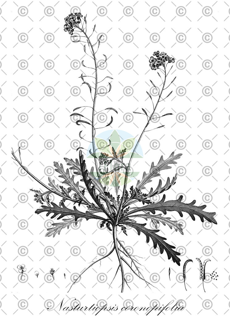 HistAbb_wfo-0000881312_1_ENZY_Simple | Historische Abbildung von Nasturtiopsis coronopifolia - Brassicaceae | Historical Illustration of Nasturtiopsis coronopifolia - Brassicaceae