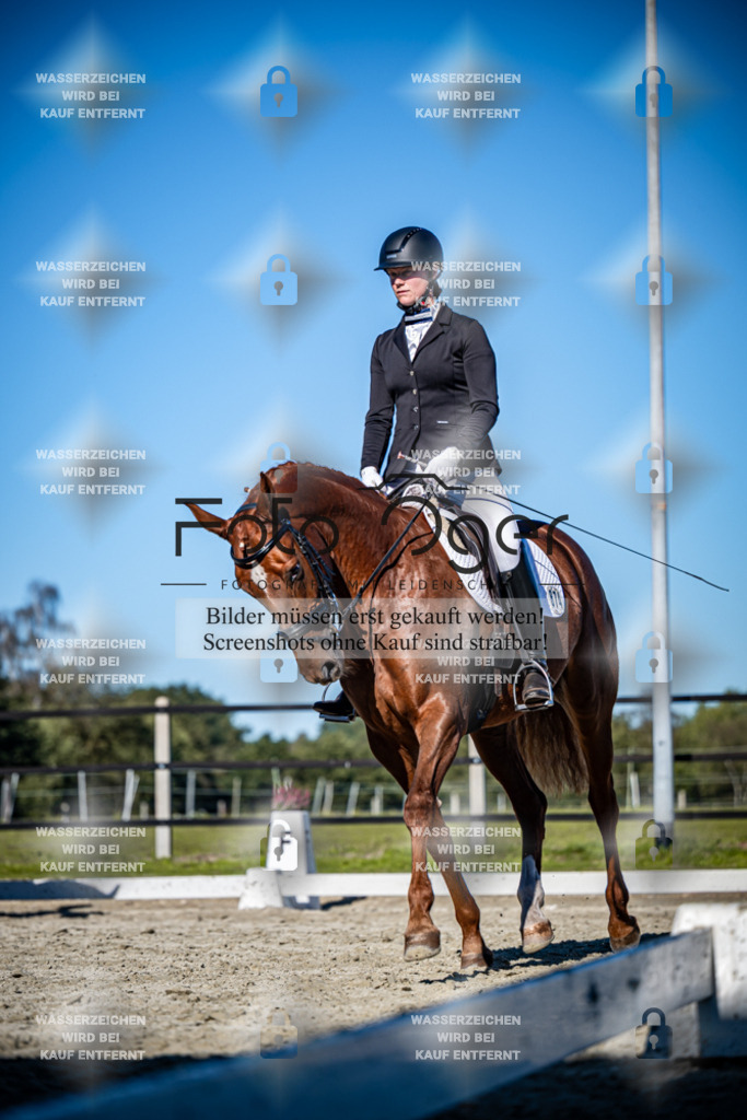 2026-09-Lohne-11-0042 | Entdecke hochwertige Reitturnierfotos von Foto Oger. Professionell, emotional und authentisch – jetzt Lieblingsmomente im Shop bestellen.Deutschlandweite Turnierfotografie. - Realisiert mit Pictrs.com