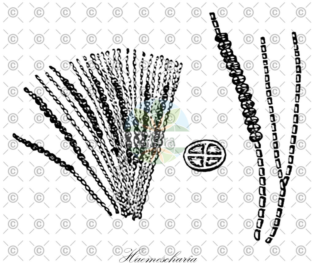 HistAbb_wfo-0000648355_1_ENZY_Simple | Historische Abbildung von Haemescharia - Haemeschariaceae (0) | Historical Illustration of Haemescharia - Haemeschariaceae (0)