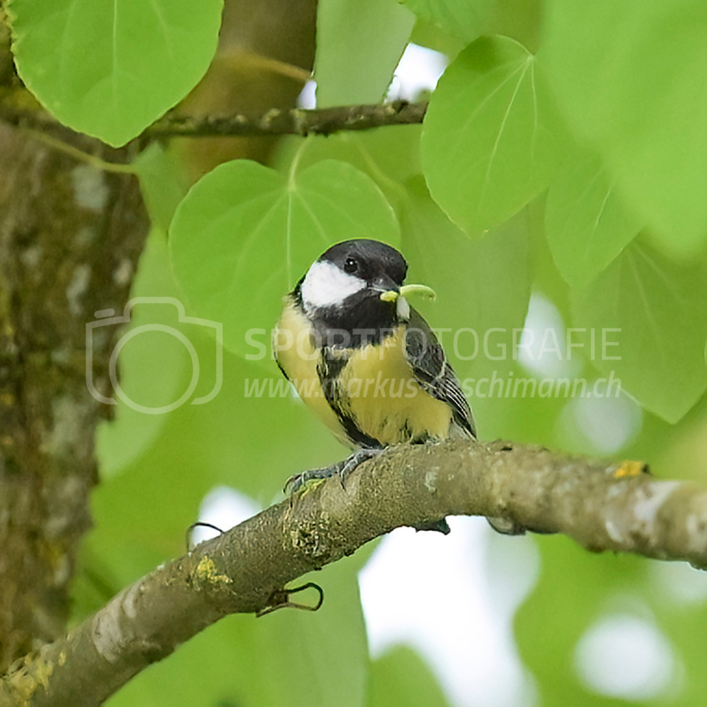 20240509_0930_AEM_nefti_2464-Bearbeitet | 09.05.2024 / , Neftenbach

Bild: Sportfotografie Markus Aeschimann | www.markus-aeschimann.ch - Realisiert mit Pictrs.com