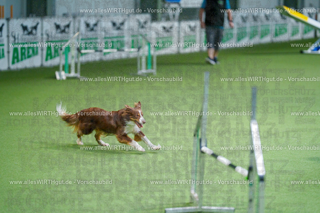 @allesWIRTHgut_Tierfotografie - www.allesWIRTHgut.de - 2604250811-7R505647 | Professionelle Tierfotografie in Mönchengladbach von Daniel Wirth (allesWIRTHgut). Liebevolle & natürliche Bilder von Hunden & Katzen für unvergessliche Erinnerungen.