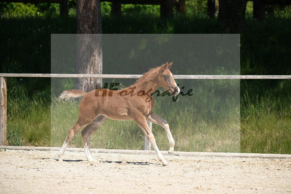 Don Schufro x Don Massimo_HF_Aumer_10250172 | hf-fotografie - Realizzato con Pictrs.com