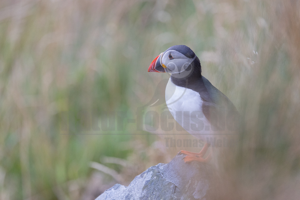 R5NF1184-20230719 | Der Papageitaucher – auch Papageientaucher oder Puffin genannt – ist eine Vogelart aus der Familie der Alkenvögel. Die Art brütet in Erdhöhlen an und auf Klippen oder an deren Fuß im Nordatlantik sowie im westlichen Nordpolarmeer. - Realisiert mit Pictrs.com
