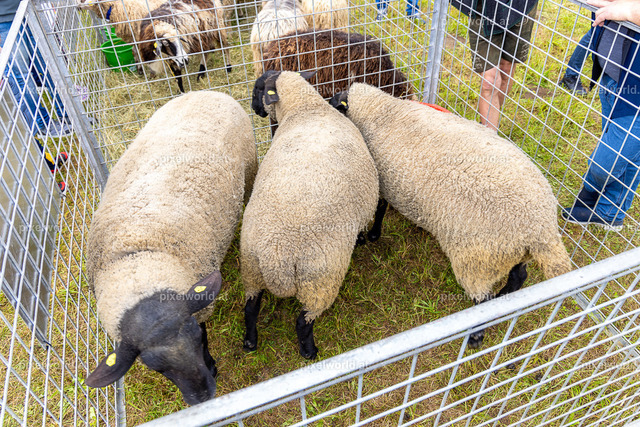 SchaZie Tag | Bildershop von pixelworld.at - Realisiert mit Pictrs.com