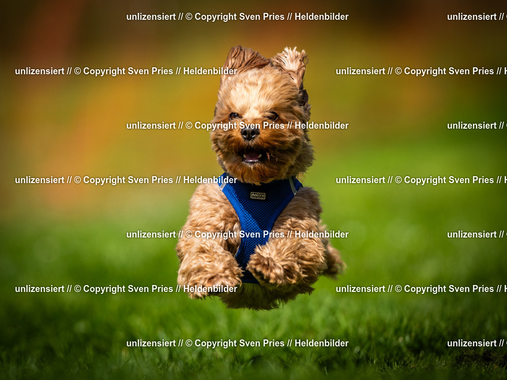 Sven Pries | 2025-04-13 - Hunderennen Baden-Baden - Realisiert mit Pictrs.com