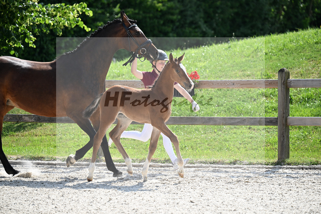Kat-Nr. 41 Brantzau x Lordanos_SF_Weber_15251271 | hf-fotografie - Realizzato con Pictrs.com