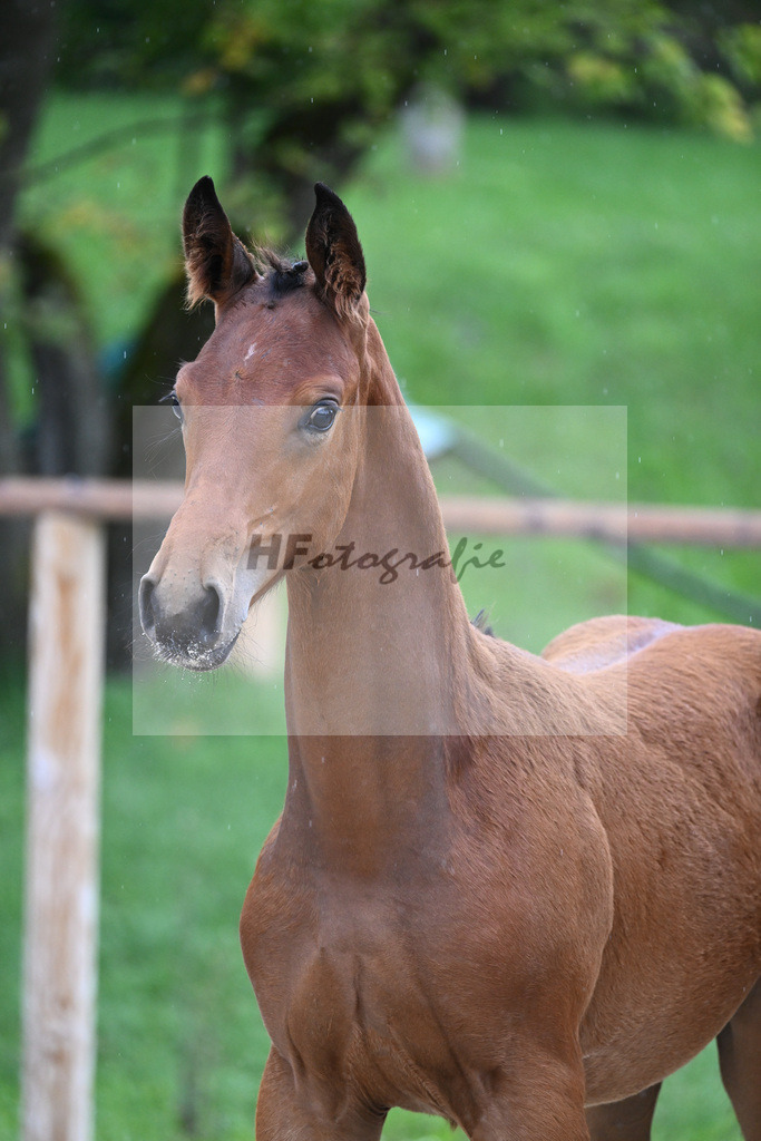 Kat-Nr. 7 SF DSP Va Bene_Hirschberger_25230105 | hf-fotografie - Realizzato con Pictrs.com