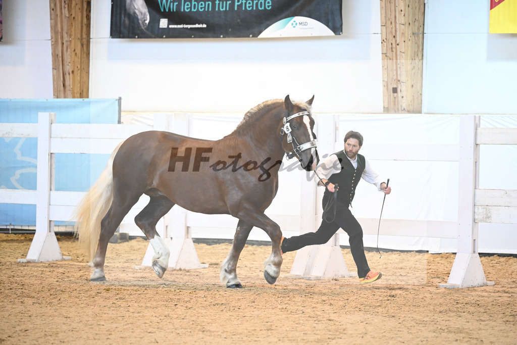 Kat-Nr. 8 v. Valegro_Glonecker_6240065 | hf-fotografie - Realisiert mit Pictrs.com