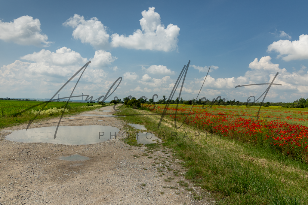 Feldweg nach dem Regen gesäumt von Mohnblumen | Andreas Namnot Fotografie, ein Leben in Bildern - Realisiert mit Pictrs.com