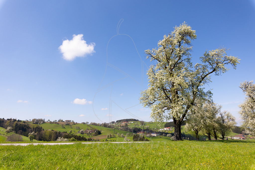 Birnbaumblüte Mostviertel | Bei Veröffentlichung des Bildes ist eine Namensnennung wie folgt erforderlich: 
Foto: Mostdirn Irmgard Wieser - Realisiert mit Pictrs.com