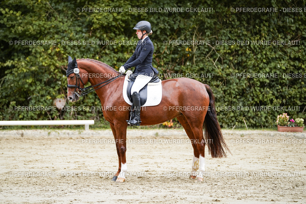 DSC04316 | Pferdegrafie