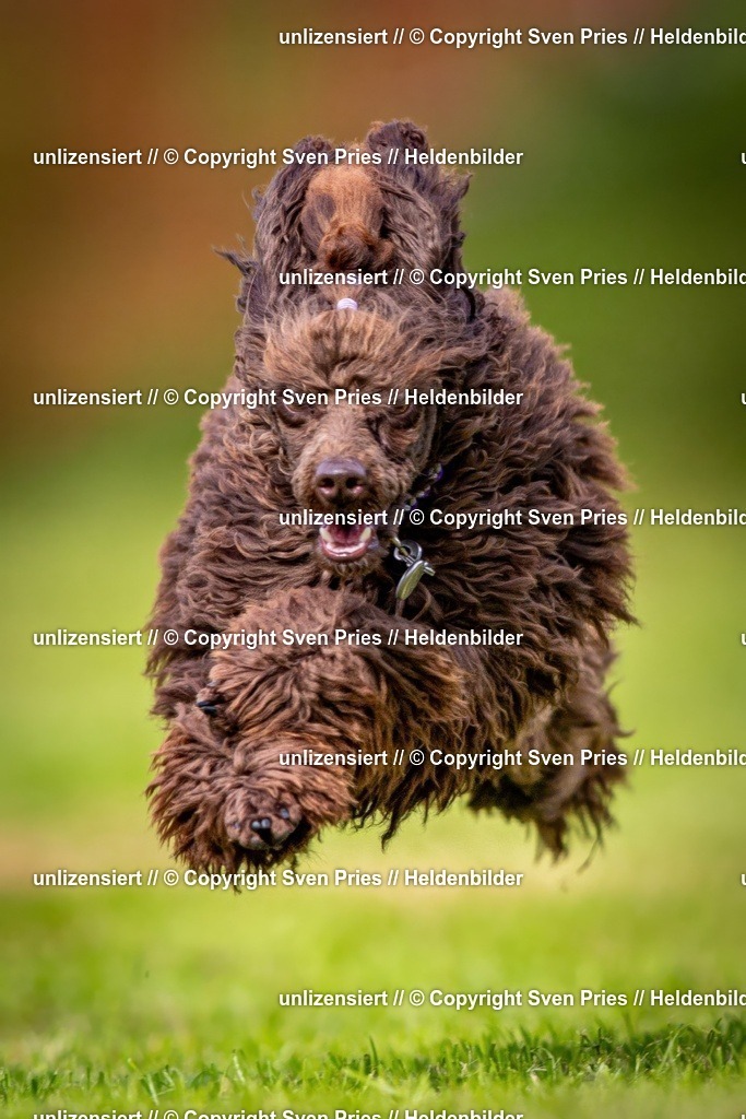 Sven Pries | 2024-09-22 - Hunderennen Baden-BadenPudelverein - Realisiert mit Pictrs.com