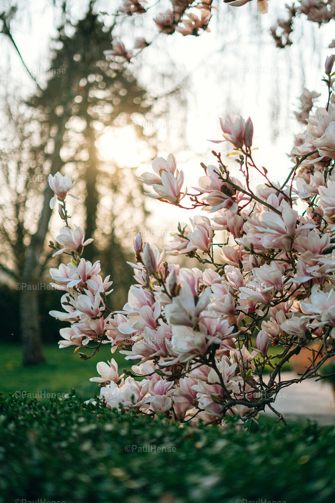 20220323_PaulHense_S0001_DSC03337 | paulhense - Realisiert mit Pictrs.com