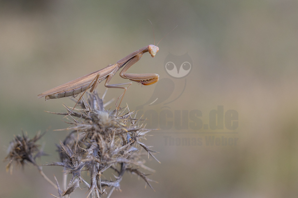 20221004132247 | Die Europäische Gottesanbeterin (Mantis religiosa), auch als Gemeine Gottesanbeterin oder nur als Gottesanbeterin bezeichnet, ist die einzige in Mitteleuropa vorkommende Vertreterin der Ordnung der Fangschrecken (Mantodea) und zählt innerhalb dieser Ordnung zur Familie der Mantidae. - Realisiert mit Pictrs.com
