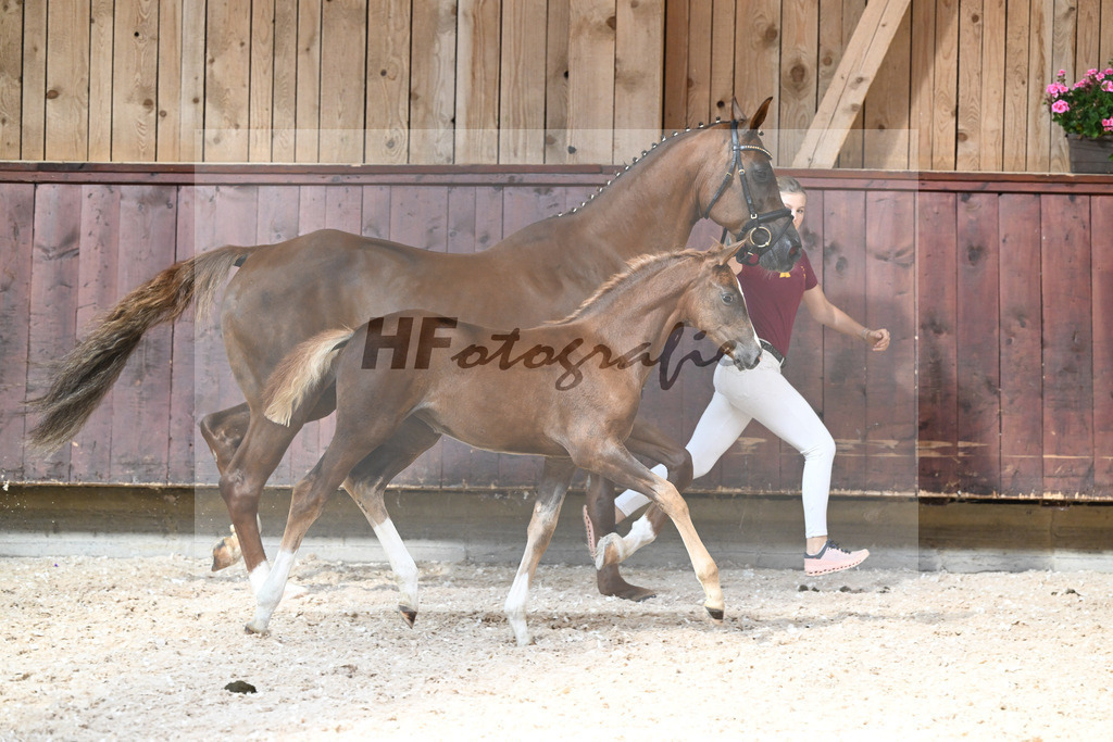 Kat-Nr. 22 SF Succession x Franziskus_Seiler_32240418 | hf-fotografie - Realisiert mit Pictrs.com