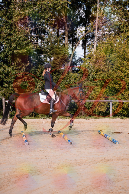 2026_10_03_Siefer-Hof_143436_Z81_02462323 | Professionelle Reitsport-, Turnier- und Eventfotografie von Robert Broda. Galerien mit ausgewählten und bearbeiteten Bildern direkt online ansehen und bestellen.