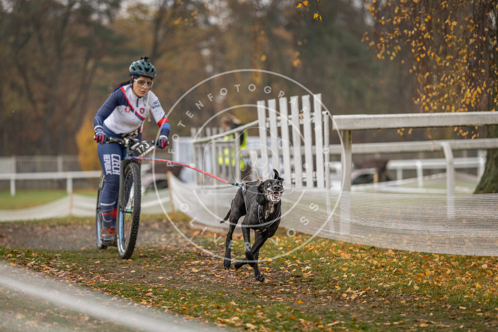 CaniXpix_DV3A8452 | Hundefotografie, Tierfotograf, Pfotenfotografie, Fotoshooting Hund, Hunde Portrait, Hundesport, Hundeportraits, Heideshooting, Hunde, Sportfotograf, Hundefotograf, Turnierhundsport, THS,  - Realisiert mit Pictrs.com