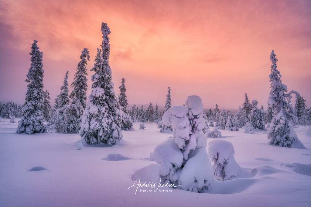 Wintermorgen | Andre Wandrei - Nature Artworx - Realisiert mit Pictrs.com