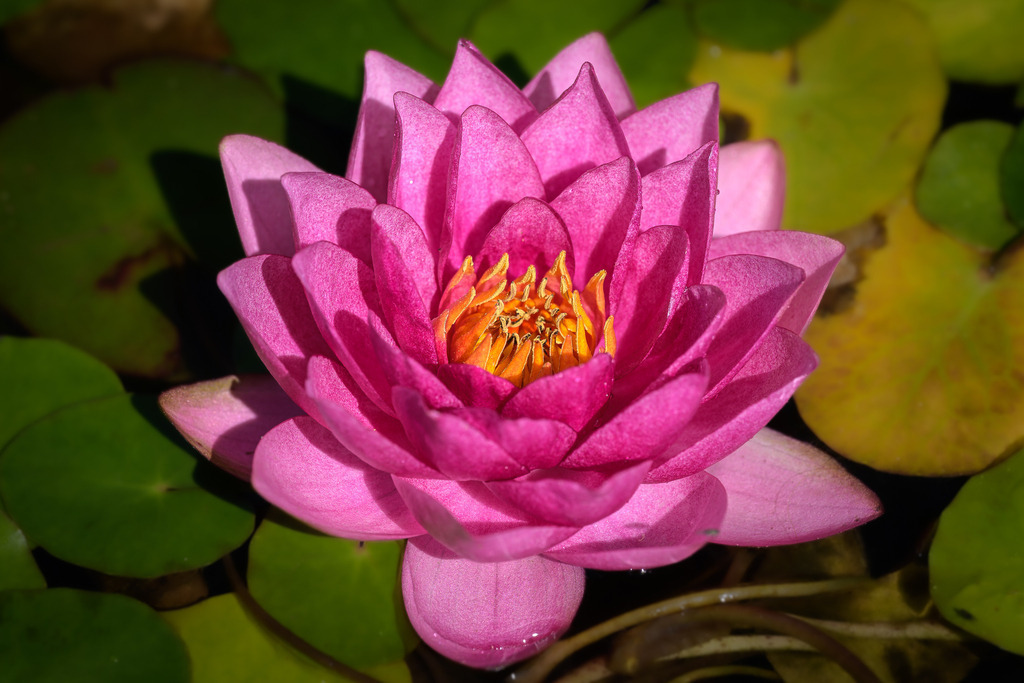 teichrose-2023-214 | Teichrose - Realisiert mit Pictrs.com