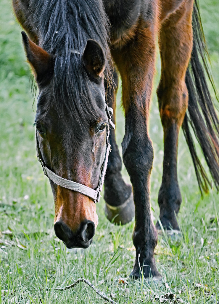Pferd01h | lucisnaturbilder - Realisiert mit Pictrs.com