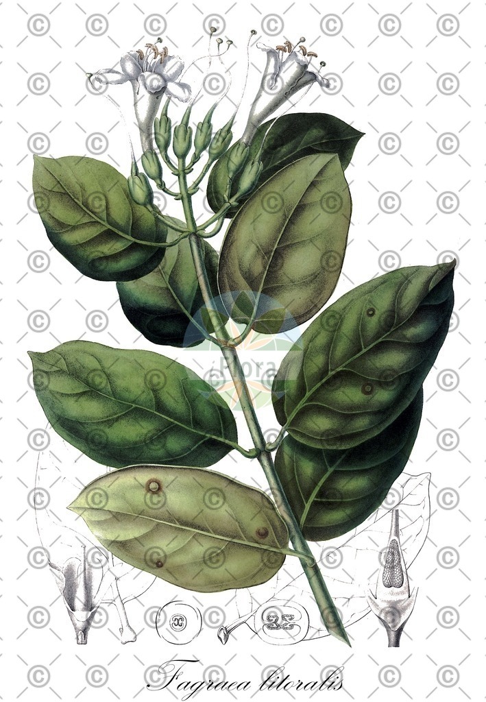 HistAbb_EMP_63902_1_SIMPLE | Historische Abbildung von Fagraea litoralis - Gentianaceae | Historical Illustration of Fagraea litoralis - Gentianaceae
