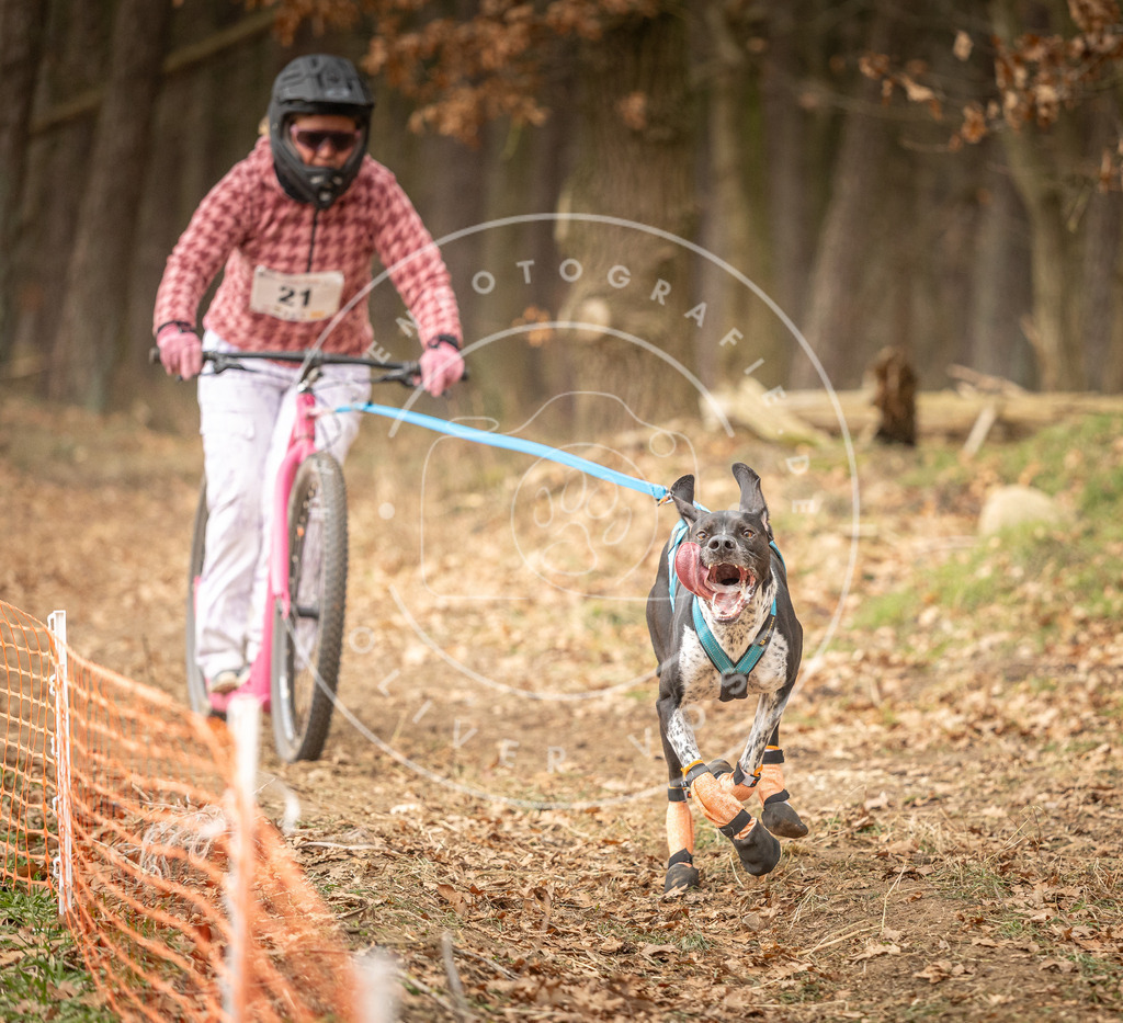 Pfotenfotografie_DV3A4185 | Hundefotografie, Tierfotograf, Pfotenfotografie, Fotoshooting Hund, Hunde Portrait, Hundesport, Hundeportraits, Heideshooting, Hunde, Sportfotograf, Hundefotograf, Turnierhundsport, THS,  - Realisiert mit Pictrs.com