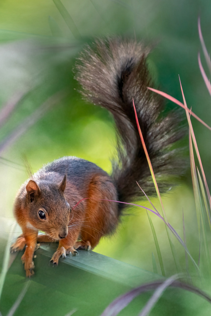 Eichhörnchen (red squirrel) | Deutschland | WILD﻿﻿LIFE · NATURE | just﻿love · justSOMEWHERE · just poster | ﻿POSTER | LEINWAND | FINEART | HOLZDRUCK | FOREX-FOTODRUCK | ALU-DIBOND | ACRYLGLAS | WILD'N FREE | germany | the netherlands | kenya | vietnam | egypt | wildtiere | eichhörnchen - Realisiert mit Pictrs.com