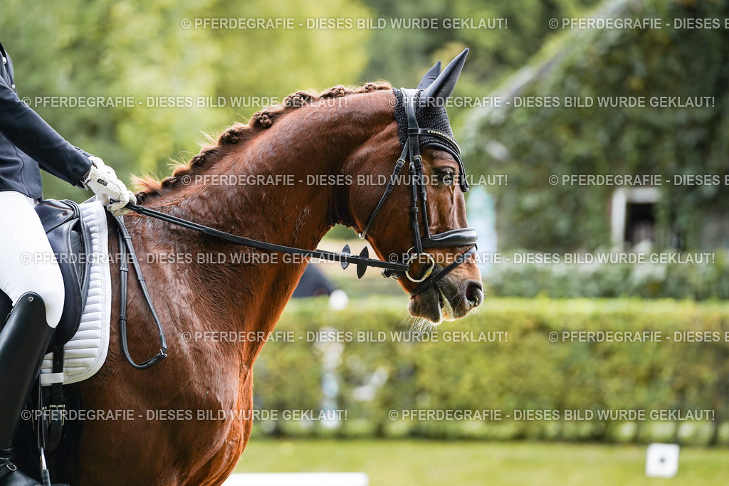 DSC07411 | Pferdegrafie