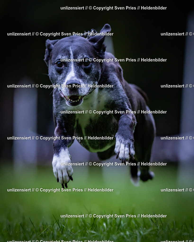 Sven Pries | 2024-10-19 - Hunderennen Ober-Grombach - Realisiert mit Pictrs.com