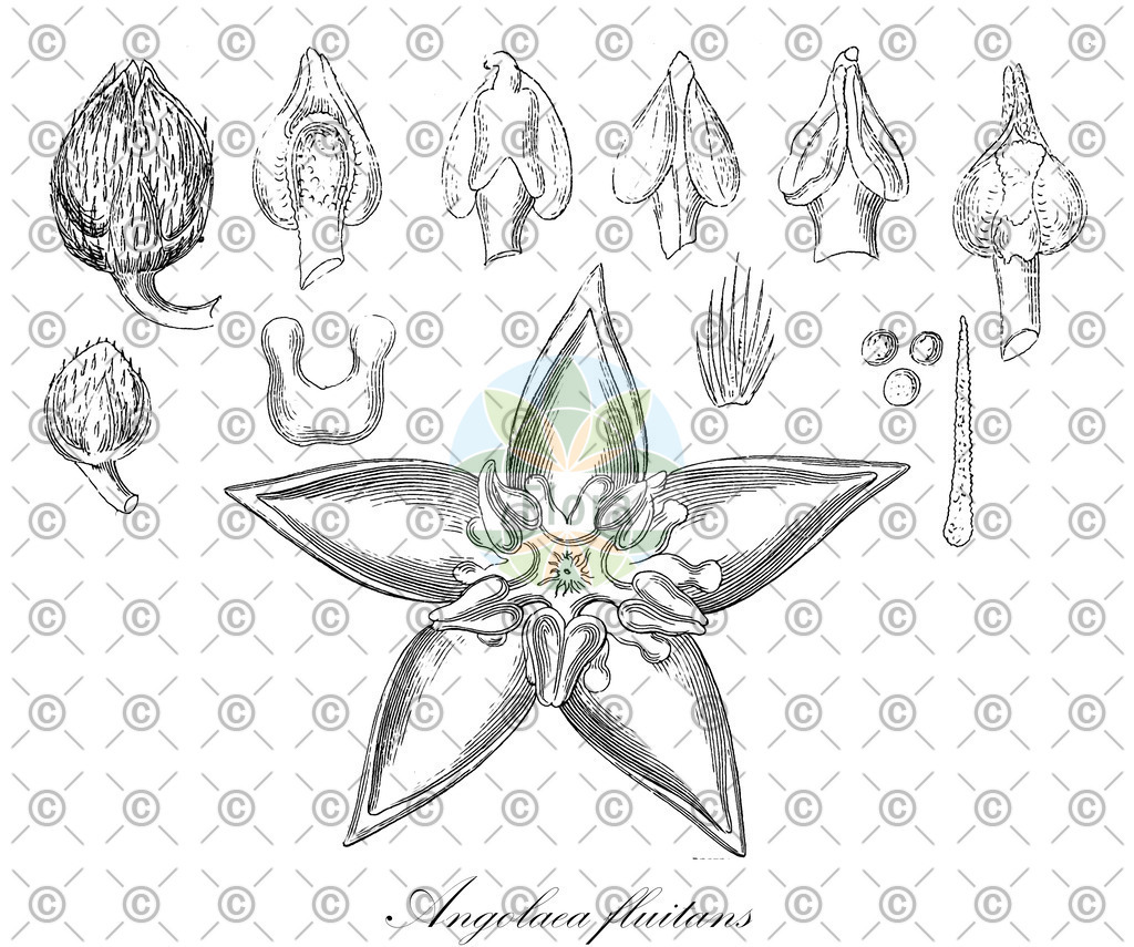 HistAbb_wfo-0000536542_303_ENZY_Simple | Historische Abbildung von Angolaea fluitans - Podostemaceae | Historical Illustration of Angolaea fluitans - Podostemaceae