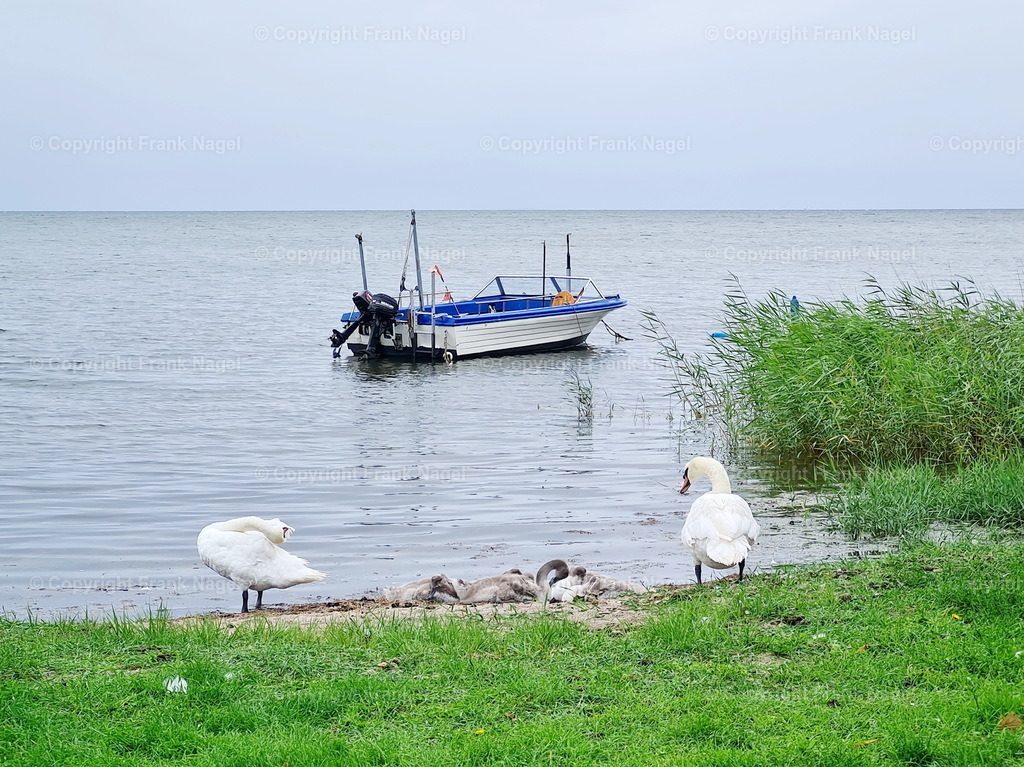 Schwäne mit Jungen am Strand | Ein Schwanenpaar zieht 4 Jungen auf. Das Foto entstand im Yachthafen in Lauterbach am Greifswalder Bodden - Realisiert mit Pictrs.com