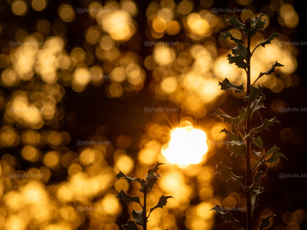 Begenung unter der Sonne | Goldene Bokehkreise, im Vordergrund Stechpalmenpflanzen. - Realisiert mit Pictrs.com