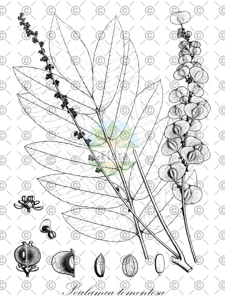 HistAbb_wfo-0000741970_1_ENZY_Simple | Historische Abbildung von Soulamea tomentosa - Simaroubaceae | Historical Illustration of Soulamea tomentosa - Simaroubaceae