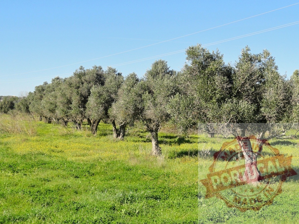 Olive trees growing in green field under blue sky | Olive grove with rows of trees and lush grass under clear blue sky, illustrating agriculture - Realized with Pictrs.com