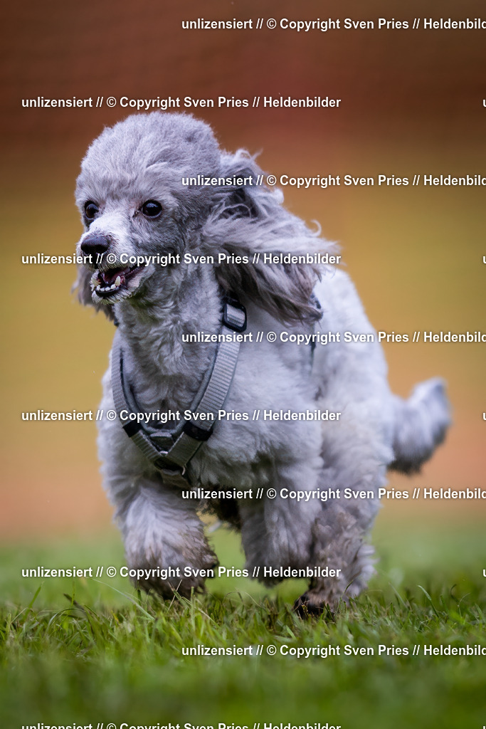 Sven Pries | 2024-04-21 - Hunderennen Baden-Oos
Foto: Sven Pries - Realisiert mit Pictrs.com