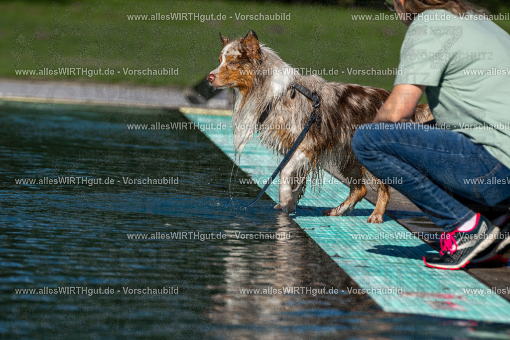 Hundeschwimmen_Volksbad_2026-allesWIRTHgut_Tierfotografie-2609061030-FAY05916 | Professionelle Tierfotografie in Mönchengladbach von Daniel Wirth (allesWIRTHgut). Liebevolle & natürliche Bilder von Hunden & Katzen für unvergessliche Erinnerungen.